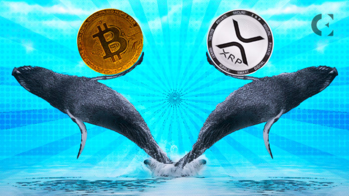 Whales Shift Over $363M in BTC and XRP, Leaving Sideways Effects