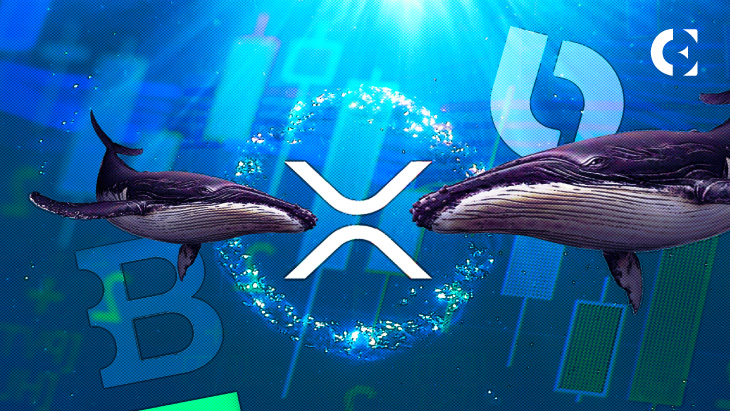 Активность китов XRP достигла нового максимума после того, как цена достигла $0,6