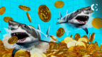 Bitcoin ‘Sharks’ Dive In: Santiment Shows Increased Accumulation