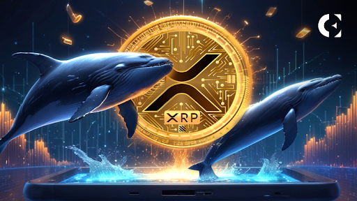 Coinbase NY’s XRP Trading Aligns with Whales’ Massive XRP Moves