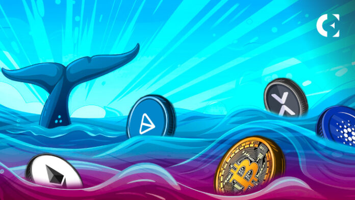 Crypto Whales Are Selling, But Prices Are Rising - What's Going On