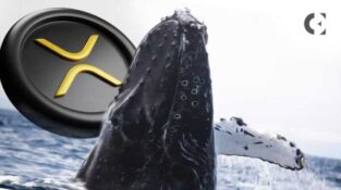 XRP Whales Continue Accumulation Spree, 20 Million More Added