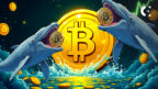 New Bitcoin Whales Amass 1M+ BTC, Market Impact Examined