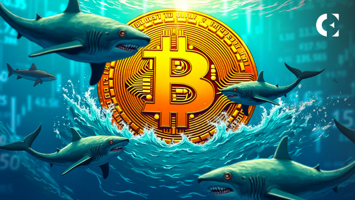 Киты биткоинов накопили 83 000 BTC, поскольку мелкие держатели закрыли позиции