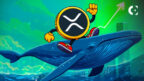 Major XRP whale with a $3.7B holding continues to accumulate more tokens